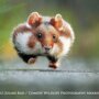 Лучшие снимки премии «Смешная Дикая Жизнь»