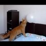 Кот и шарик