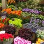 10 самых дорогих цветов