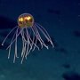 В Марианской впадине нашли неизвестный вид морских существ