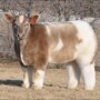  Плюшевые красавицы-коровы из Айовы