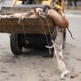 В Пакистане отравили сотни бродячих собак