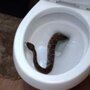  Они обнаружили у себя в туалете гремучую змею, и это было только начало