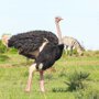 Когда он хочет, у него краснеют... ноги! 12 интересных фактов о страусе