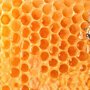 10 вещей, которые могут исчезнуть навсегда, если вымрут пчёлы