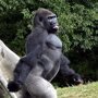 Фотогеничность в мире животных: бесподобная горилла позирует фотографу в зоопарке