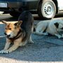 Мишаня и Халява: Омские собаки, которые обожают смотреть на ДТП