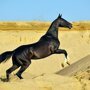 Самые красивые лошади ахалтекинская порода