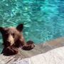 Семейство медведей искупалось в бассейне американцев