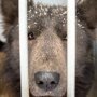 Челябинский приют ищет дом для собаки-медведя