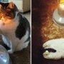 Веселые фотографии кота, влюбившегося в обогреватель