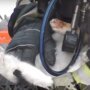 Пожарные вернули к жизни пострадавшего котика  
