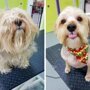 20 лохматых собак преобразившихся после стрижки