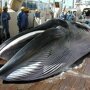 В Японии забили более 120 беременных самок китов ради "научных исследований"