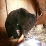 Жители Приморья "отвоевали" раненого медвежонка-сироту у дачников-живодёров