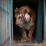 В зоопарке Хельсинки скончался единственный в мире травоядный тигр