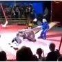 Медведь едва не убил дрессировщика во время циркового представления