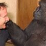 Единственная в мире говорящая горилла Коко скончалась