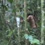 Видео: последний индеец уничтоженного племени в джунглях Амазонки