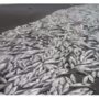 На Камчатке красную рыбу вывозят на свалки, чтобы не допустить падения цен: видео