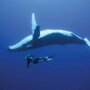 Пестрый мир китов