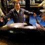 Гигантский голубой тунец был продан с аукциона за $3,1 млн