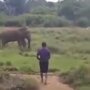 На Шри-Ланке мужчина пытался загипнотизировать слона, но слон не поддался и затоптал его