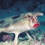 Нетопырь короткорылый – рыба с красными губами, которая ходит по дну на грудн...