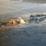 45-летний американец спас провалившихся под лёд собак