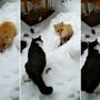 Жадина-говядина: кот воюет с лисой за еду