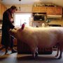 Подложили свинью: два канадца купили мини-пига, а вырастили 300-килограммовую хрюшку