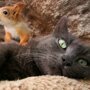 Крымская кошка Пуша приняла на воспитание четырех бельчат