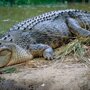 Огромный крокодил украл рыбака прямо через днище лодки