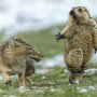 Лиса подкралась незаметно: победители конкурса Wildlife Photographer of the Year 2019