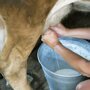 Уроки природы: как человек научился доить корову?