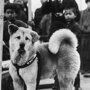 Редкие фотографии Хатико, самого преданного пса в мире