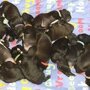 Рекордсменка: собака в Великобритании родила больше 20 щенков