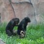 Наблюдения за шимпанзе помогли понять, как люди научились танцевать