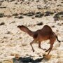 "Слишком много пьют!": на севере Австралии убьют около десяти тысяч диких верблюдов