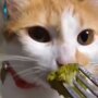 Хозяйка предложила коту брокколи, и тот без слов показал свое отношение к здоровой пище