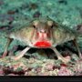 Морской нетопырь (9 фото + видео)