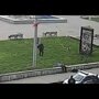 В Рыбинске полицейский застрелил пса, защищавшего своего хозяина
