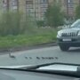 В Великом Новгороде неадекватный водитель намеренно раздавил переходивших дорогу утят