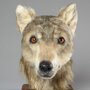 Лицо 4000-летней собаки: реконструкция
