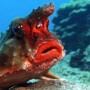 Живет на дне мирового океана одна очень необычная рыба