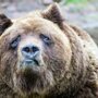 В Нижегородской области медведь напал на мужика, шедшего за водкой
