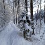 вчерашние фотки из леса, а сегодня солнышка нет((