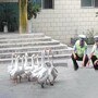Полиция Китая использует гусей для борьбы с преступностью
