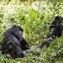 6 интересных фактов из жизни крупнейших обезьян