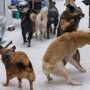 Очередное нападение бродячих собак: под Астраханью стая насмерть загрызла мужчину